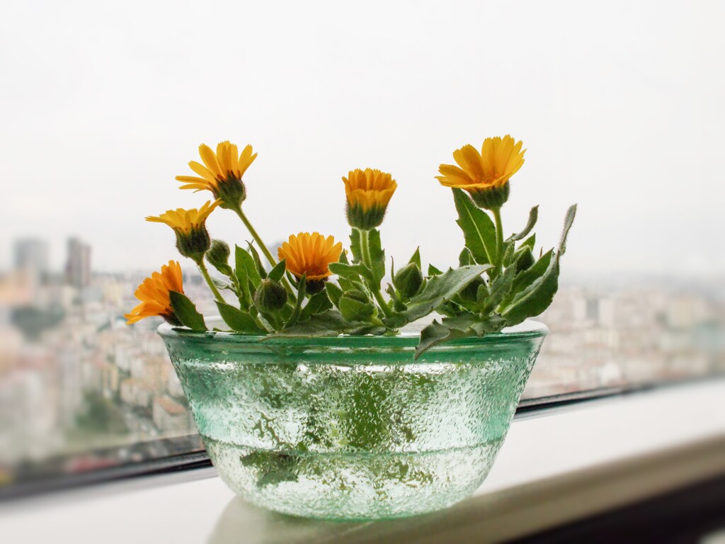 道端から摘んできた春の呼び鈴たち～☆～