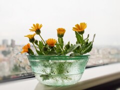 道端から摘んできた春の呼び鈴たち～☆～