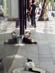 ワン　ニャン冷戦中～