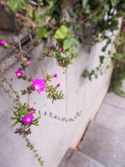 夏の思い出～　かよった道～～