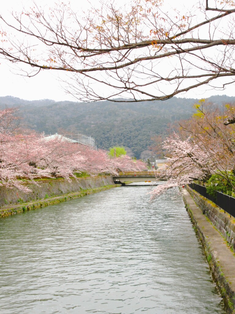 山紫水明にさくら咲く～～♪