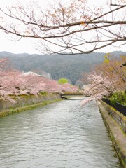 山紫水明にさくら咲く～～♪