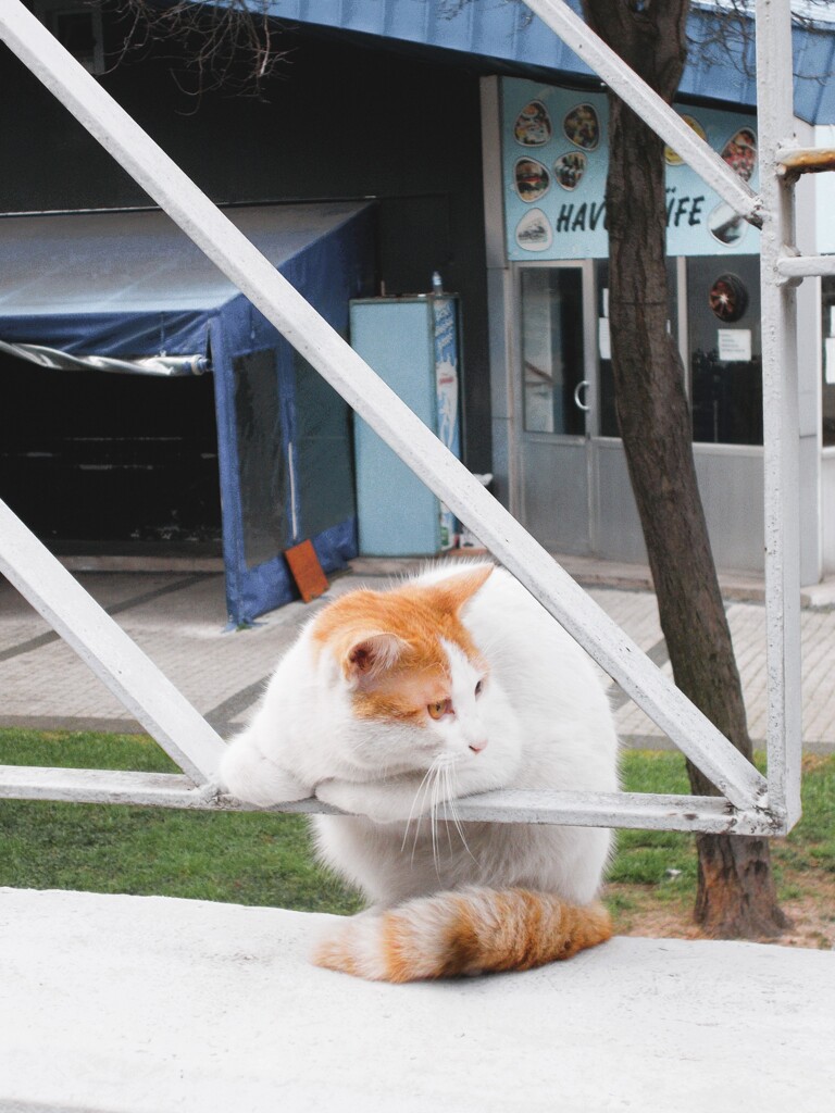 高みの見物～～♪