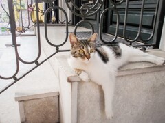 私達の数倍の余裕で優雅に暮らす野良ちゃん～♡羨ましい～