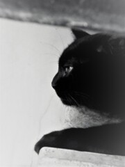 黒猫～★