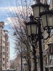 枯れ枝　尖尖＊＊＊