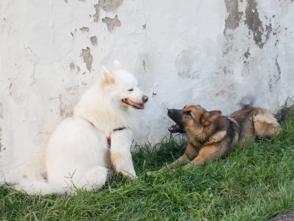 遊ぼうよ！ってば　ワンワン！♪～