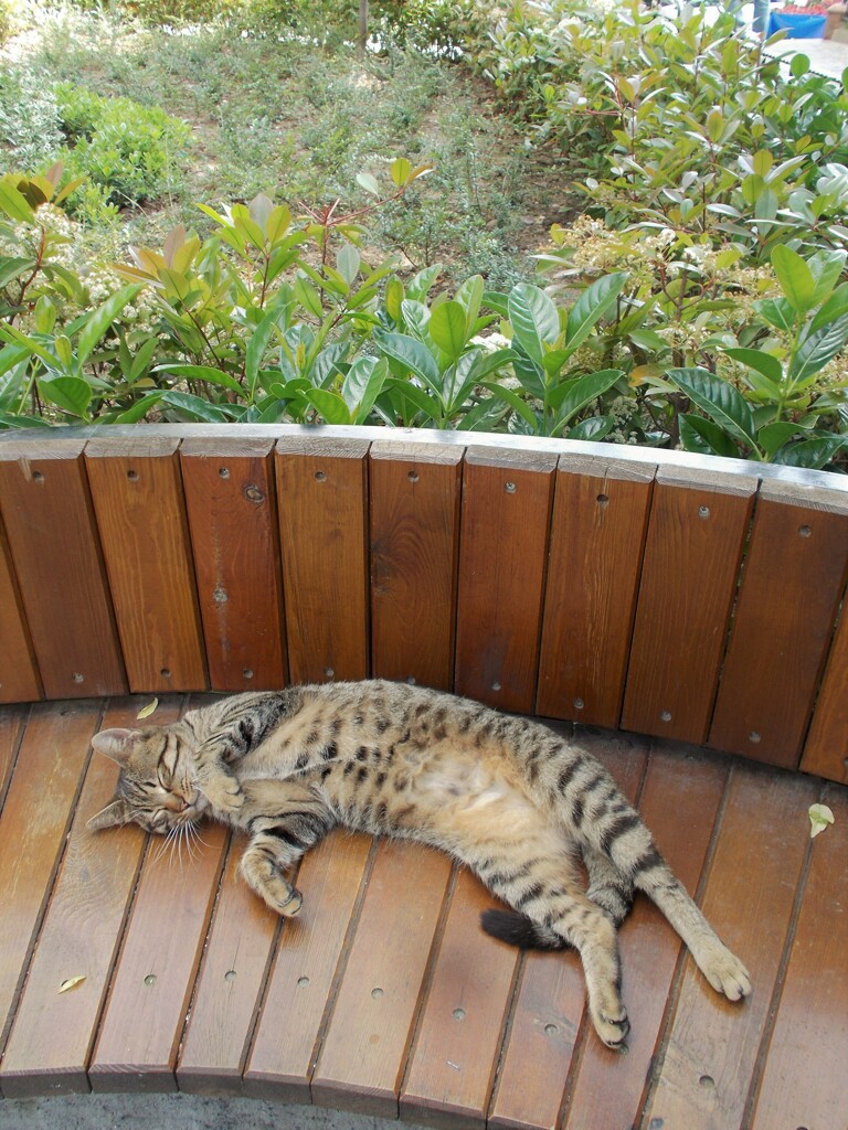 野良ちゃんの気楽さとか…諦めとか…