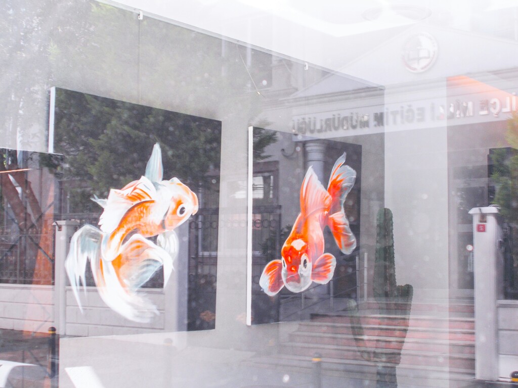 キンギョコング！☆～