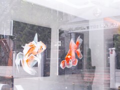 キンギョコング！☆～