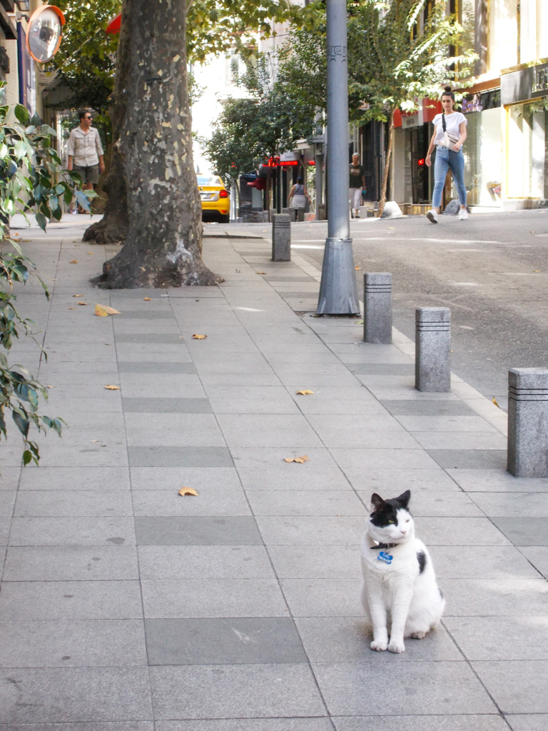 通りのネコ