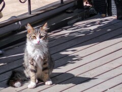 乱れ髪～　寝起きニャノに…いやニャノに…