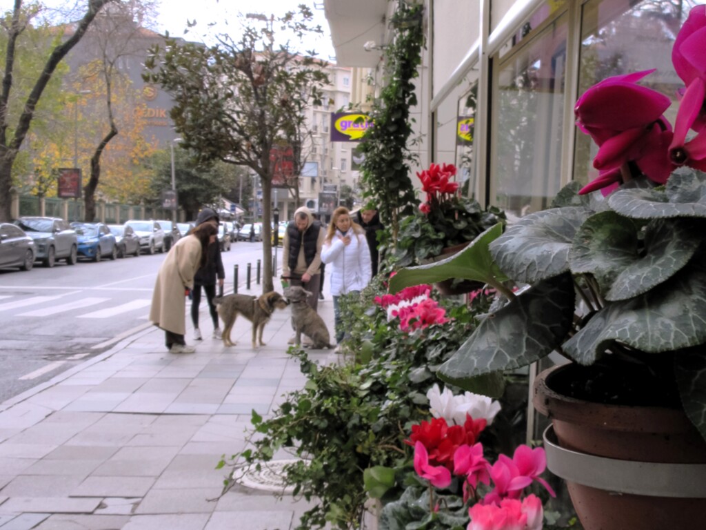 シクラメンの花が咲いてた～