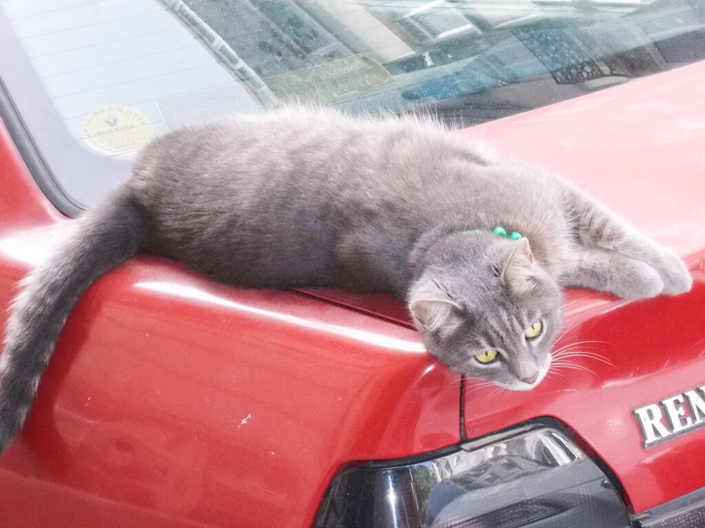 猫＊＊＊ミャォ～～