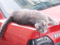 猫＊＊＊ミャォ～～