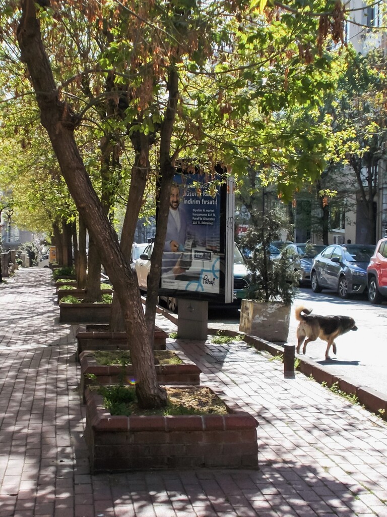 萌えだした住宅街の街路樹～