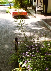 日本の歌…演歌…しか出てこない…