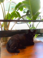 黒たんも…睨んでみてみる…☆