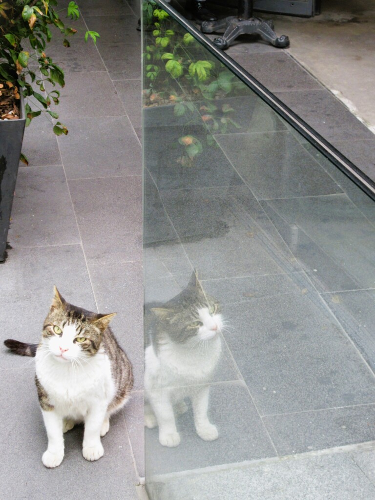 ”え～と　どなた様でしたかニャ…？”