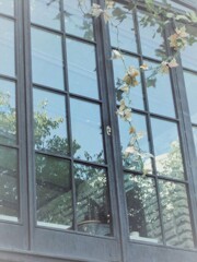 夏なのに…　枯れていく…