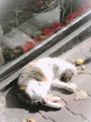 しーっ！　mışıl mışıl ～～zzz~