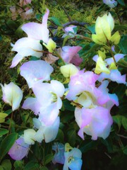 クリスタルピンクなブーゲンビリア～