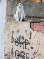 暑中お見舞いでしゅ～♡