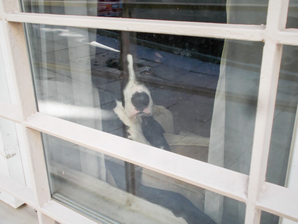 適わない様な大人目線で通りを見る犬～