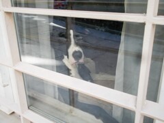 適わない様な大人目線で通りを見る犬～