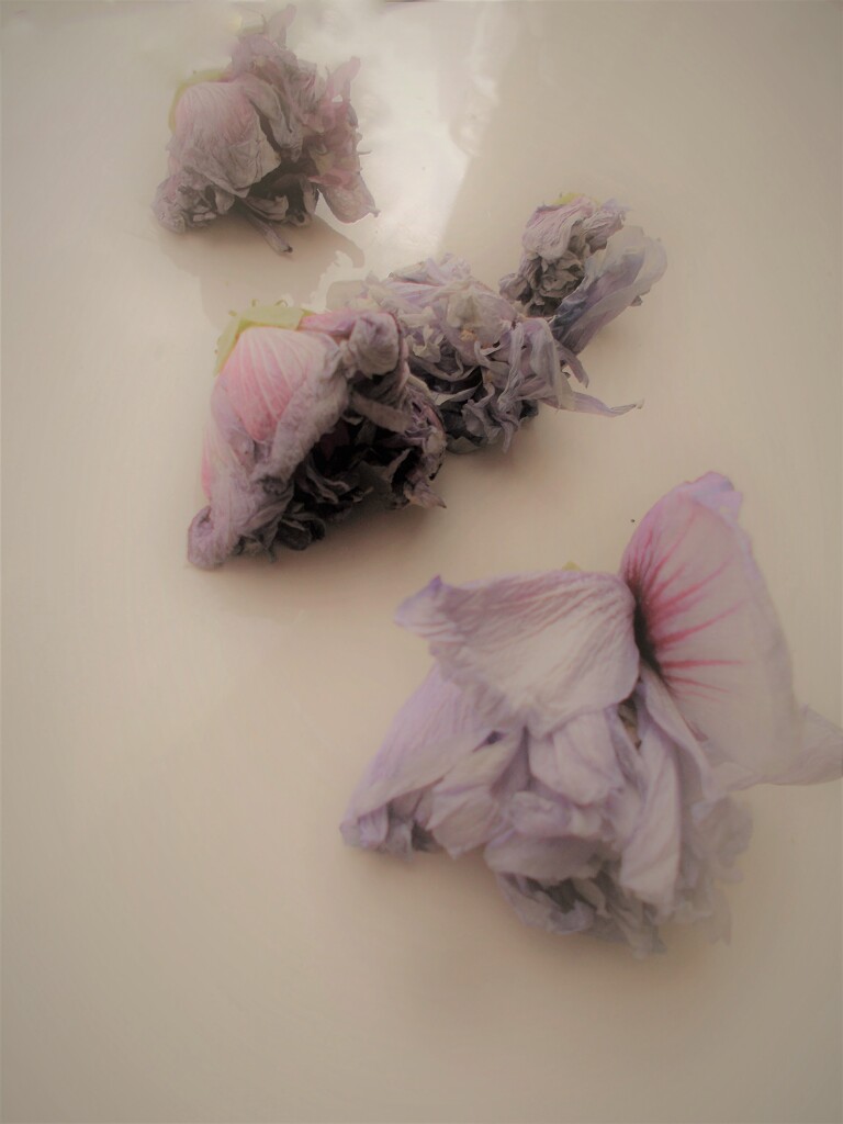 散り花…