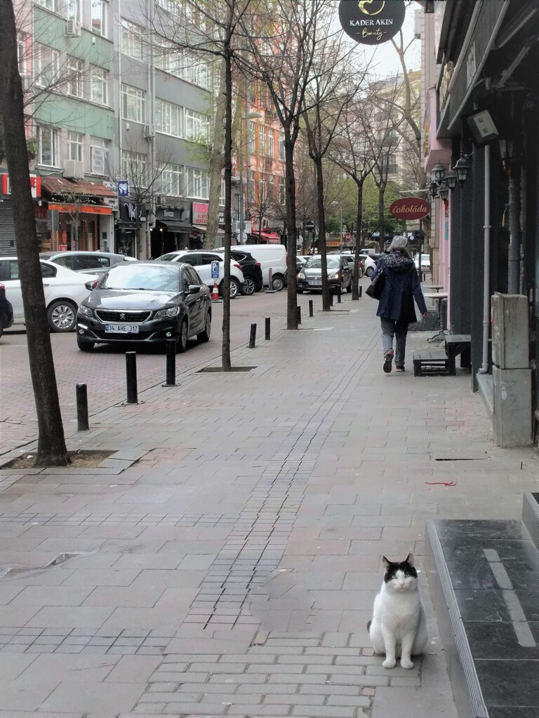 佇むニャン～　どっちが見て見られているのか～？