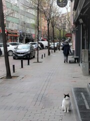 佇むニャン～　どっちが見て見られているのか～？