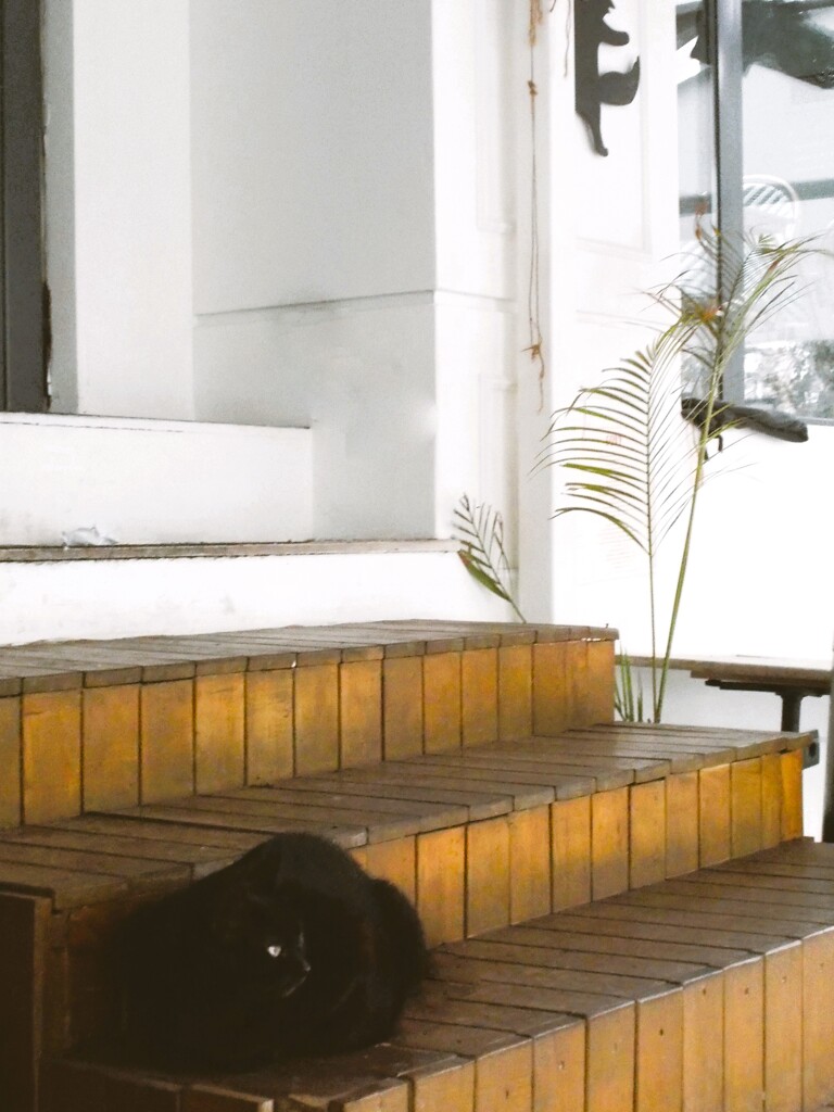 野生～★　光る～☆