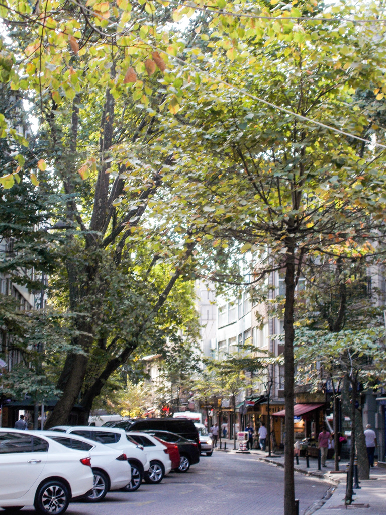 もう枯葉が・・・