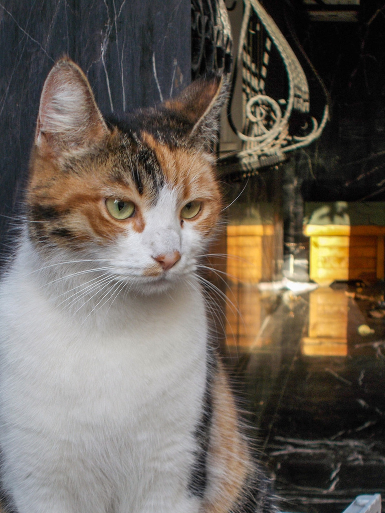 お金持ちっぽいニャン＄￥～