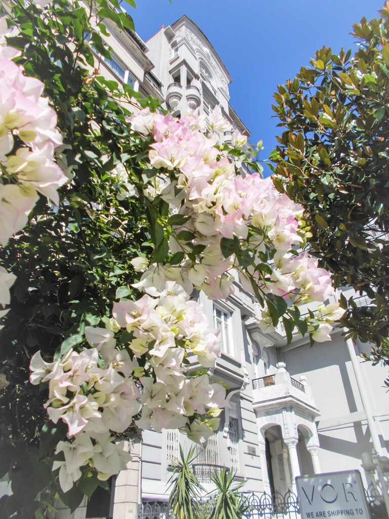 白いブーゲンビリアがきれいだった～☆