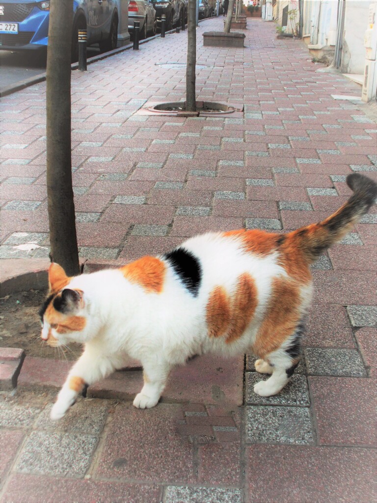 ぽっちゃりニャン～♡　どっこいしょタイプ～♪