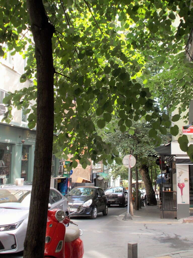 毎日のように通る道～商店街～～