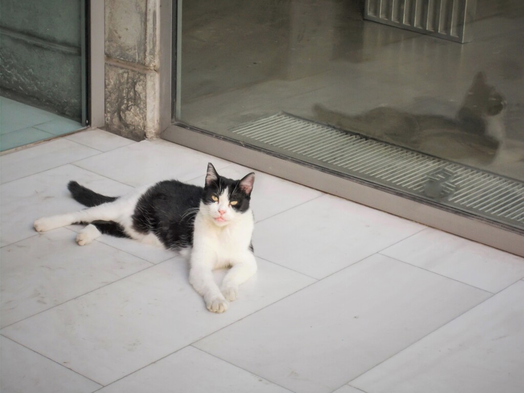 マチュアな眼差しニャン～～