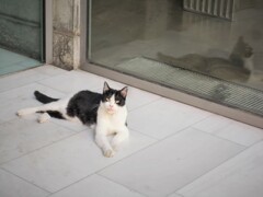 マチュアな眼差しニャン～～