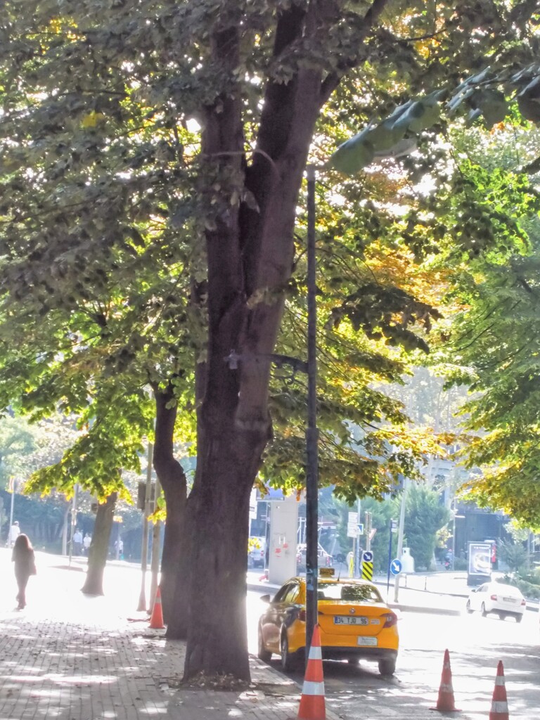 初秋の光り　いっぱいまとって～♪