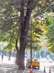 初秋の光り　いっぱいまとって～♪