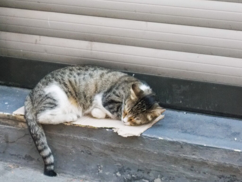 どうやっても尻尾がはみ出ちゃうお布団…～