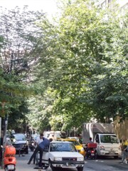 緑の中のカオス