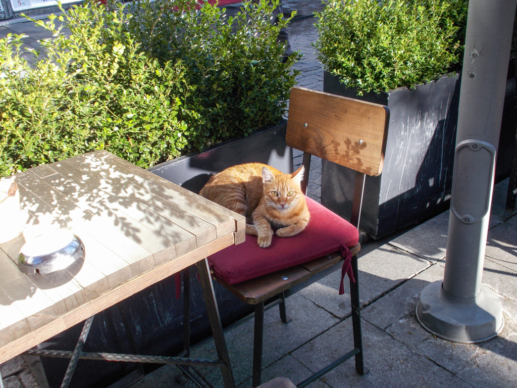 ホットミルクがいいニャ～