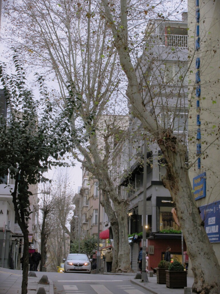 生活道も色がなくなっていく…冬