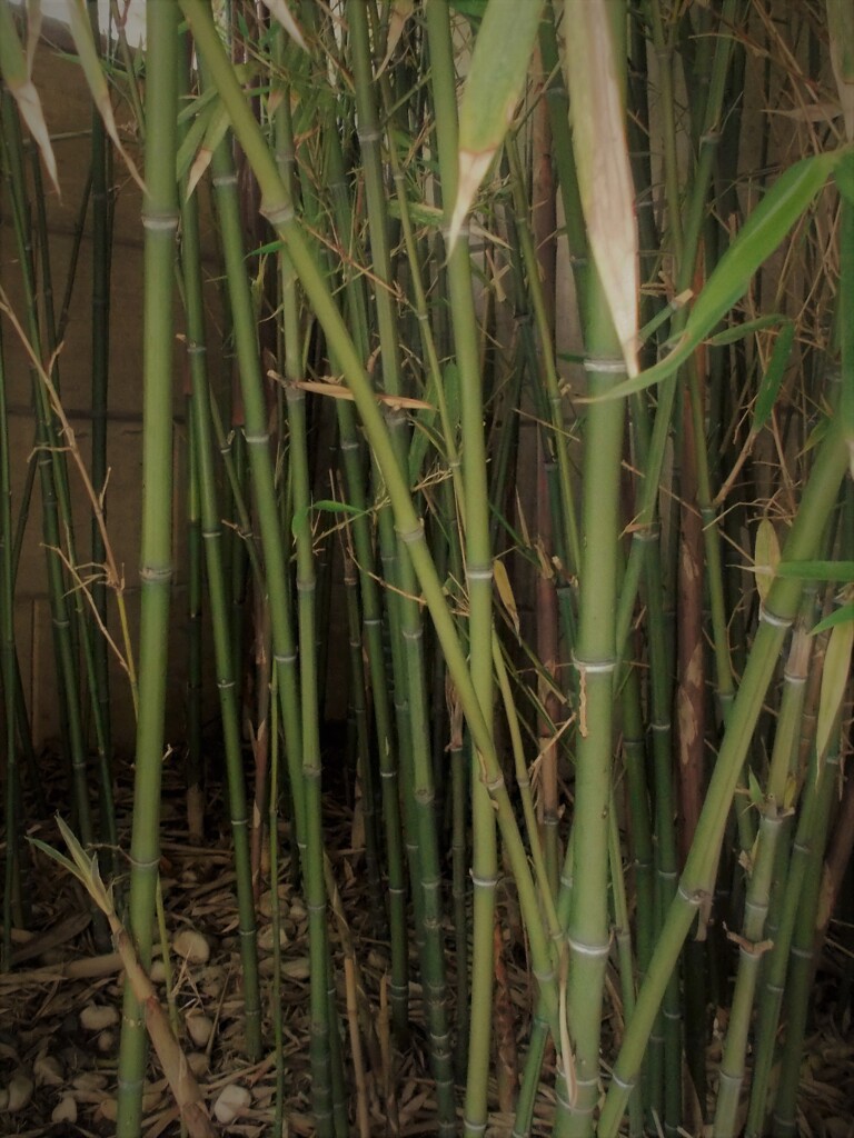 ひとりひっそり　竹の子　竹になった…