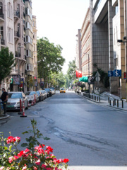 歩道の花壇で野薔薇が咲いてた…
