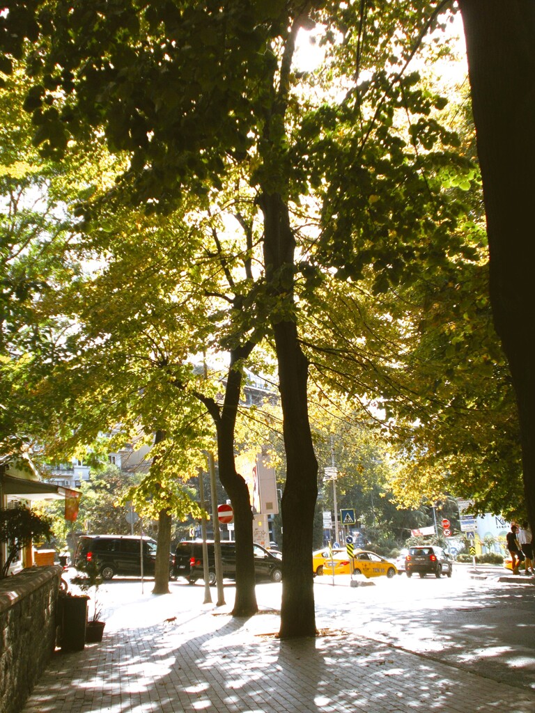 初秋の朝～　キラ☆キラ～