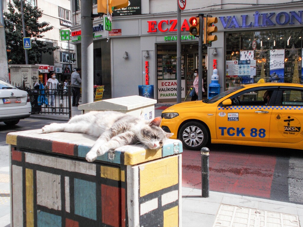 寝心地…よくニャイニャ～…